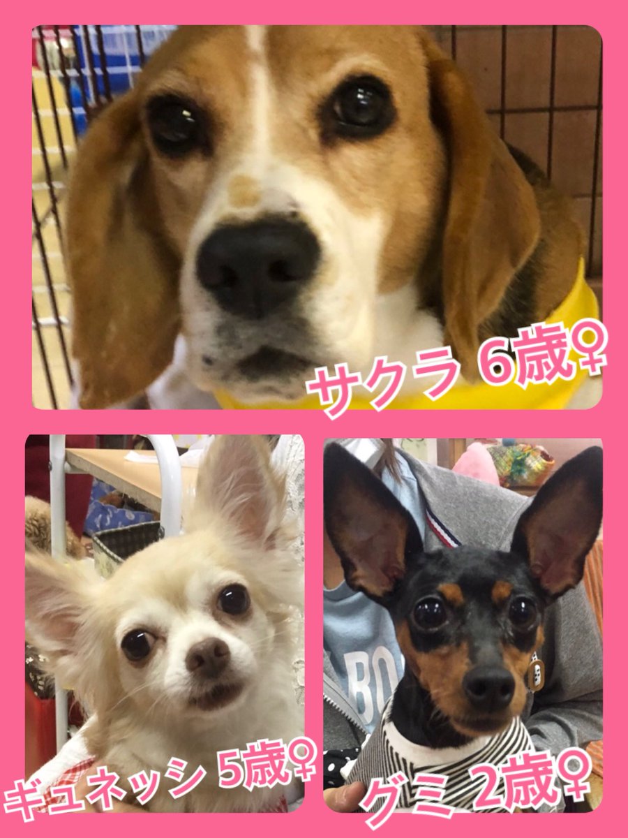 🐾今日のニャンワンの日🐱🐶今日の里親様募集中ワンコ🐶メンバーです🐾2019,10,21